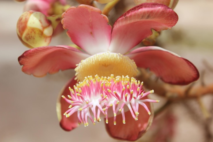 Photo ピンクの花を ⁇ かせる植物のクローズアップ
