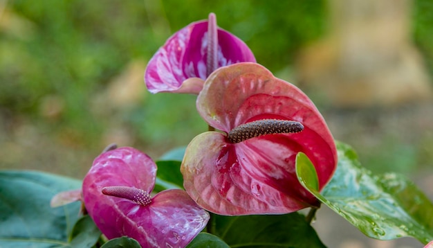 Foto prossimo piano di una pianta a fiori rosa