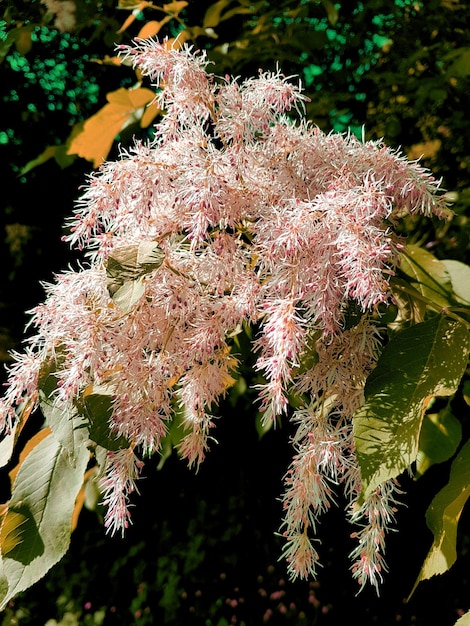 Photo close-up of pink flowering plant