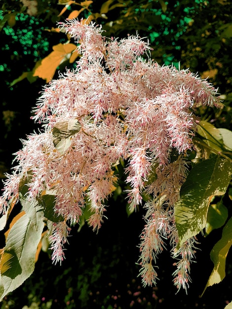 ピンクの花の植物のクローズアップ