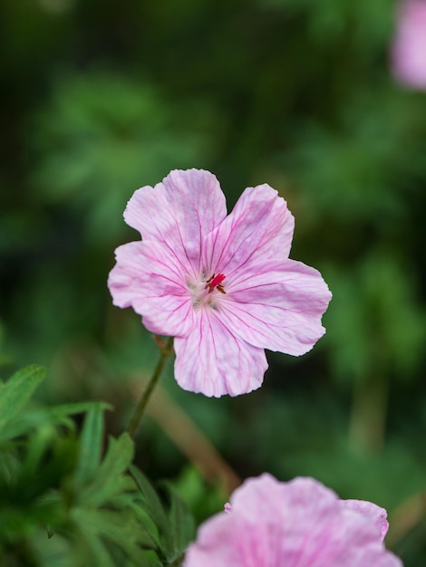 Close-up of pink flowering plant