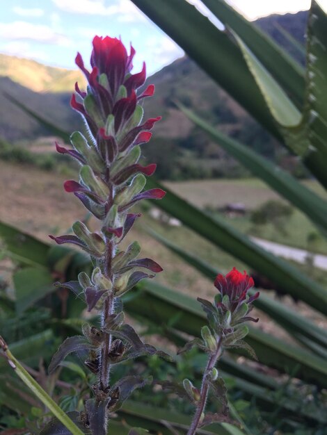 Photo close-up of pink flowering plant