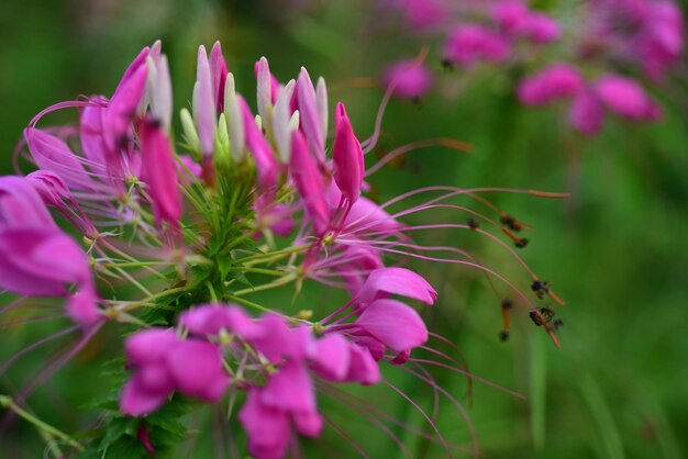 Photo close-up of pink flowering plant