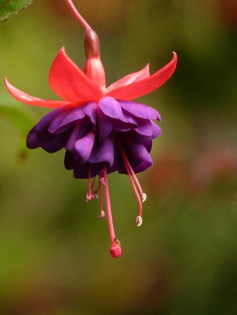 Foto prossimo piano di una pianta a fiori rosa