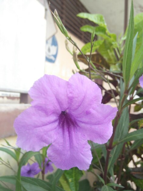 Close-up of pink flowering plant