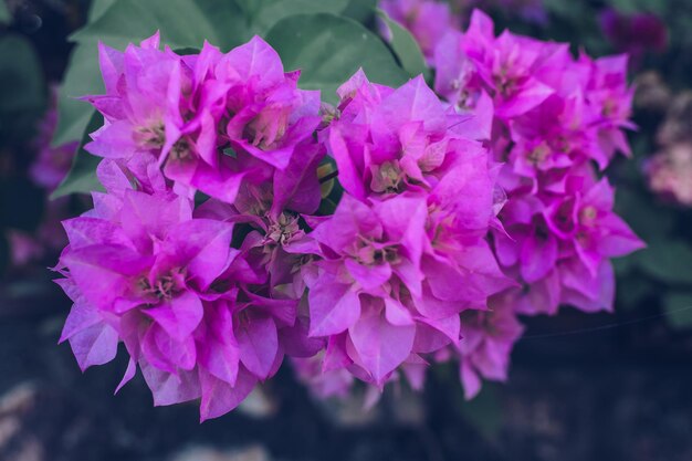 Foto prossimo piano di una pianta a fiori rosa