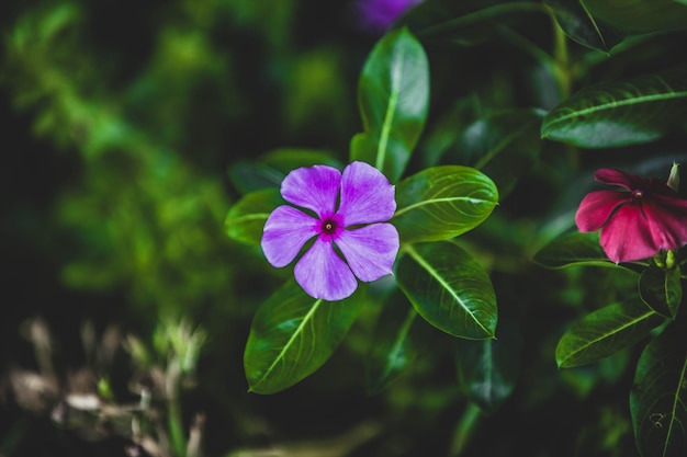 ピンクの花の植物のクローズアップ