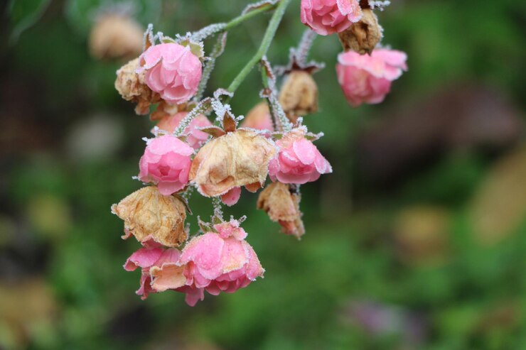 Photo ピンクの花の植物のクローズアップ