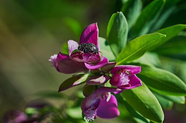 Close-up of pink flowering plant