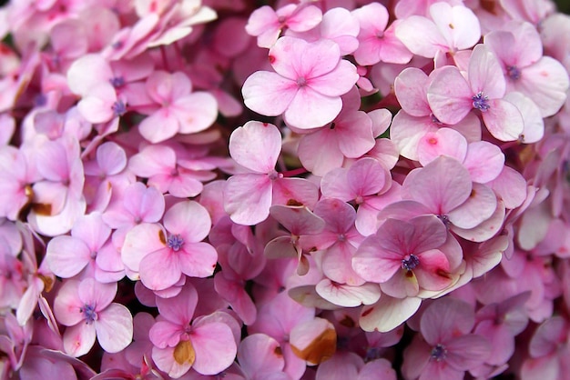 ピンクの花の植物のクローズアップ