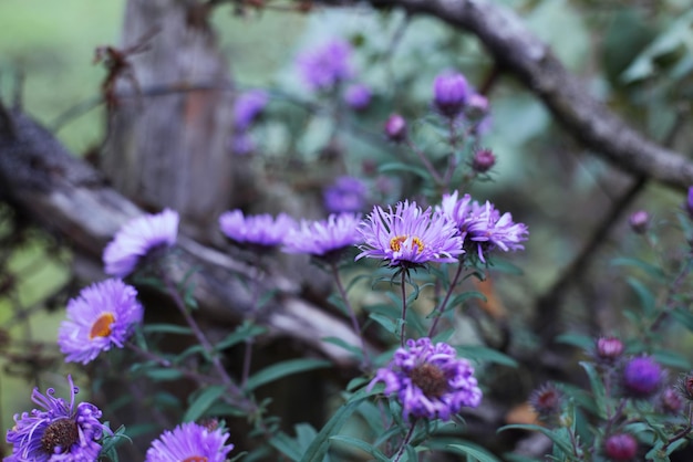 Photo close-up of pink flowering plant