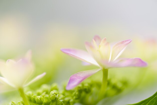 ピンクの花の植物のクローズアップ