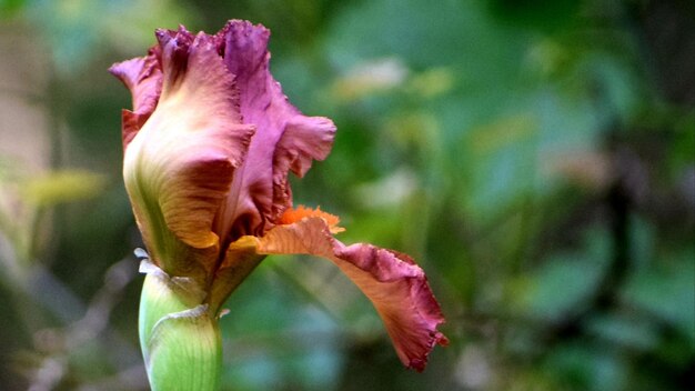 Foto prossimo piano di una pianta a fiori rosa