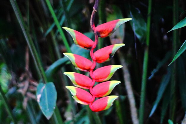 ピンクの花を ⁇ かせる植物のクローズアップ