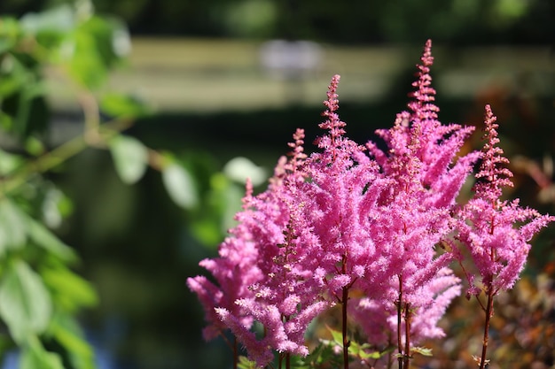 Prossimo piano di una pianta a fiori rosa