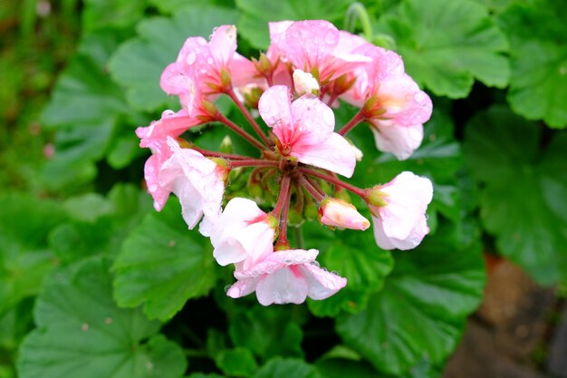 Foto prossimo piano di una pianta a fiori rosa