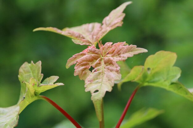 Close-up of pink flowering plant