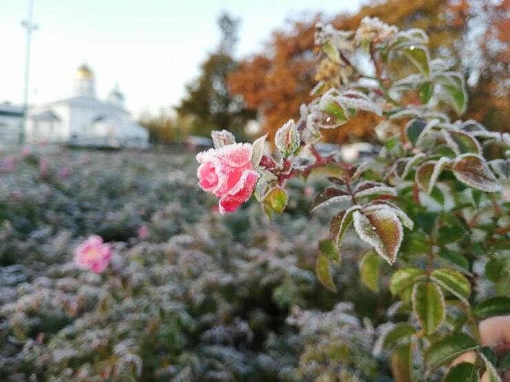 Photo ピンクの花の植物のクローズアップ
