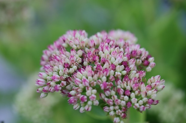 Photo close-up of pink flowering plant