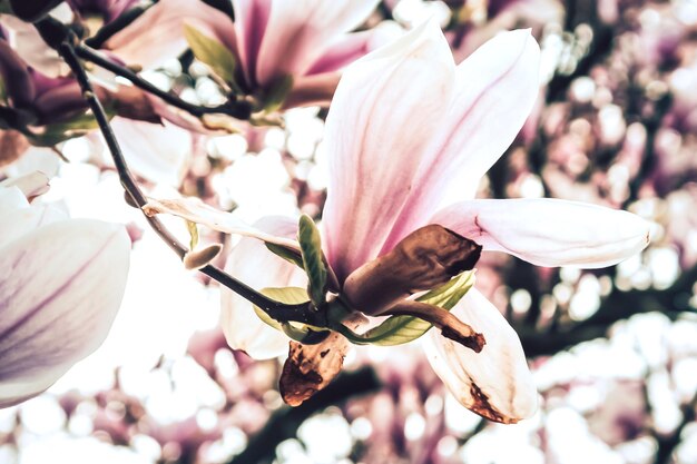 Photo close-up of pink flowering plant