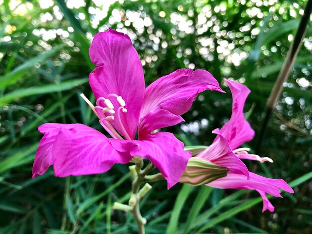 Close-up of pink flowering plant