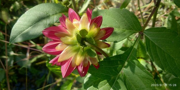 Close-up of pink flowering plant