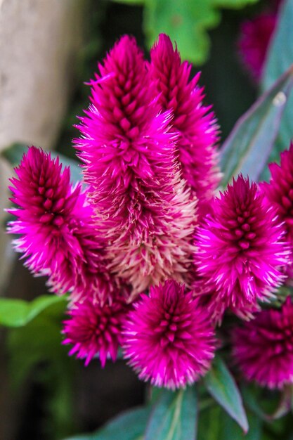 Close-up of pink flowering plant