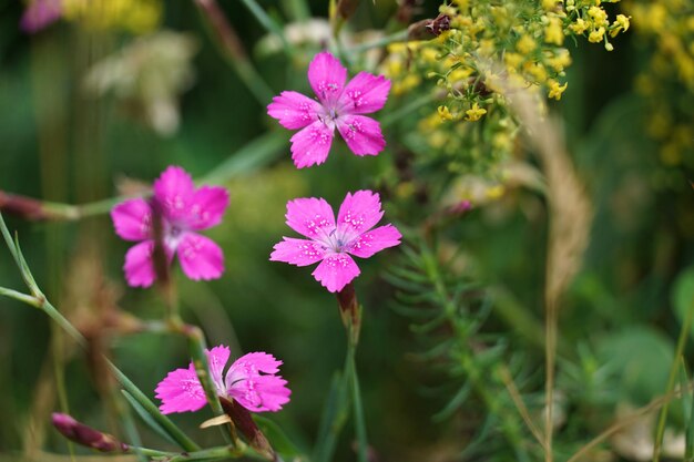 Prossimo piano di una pianta a fiori rosa