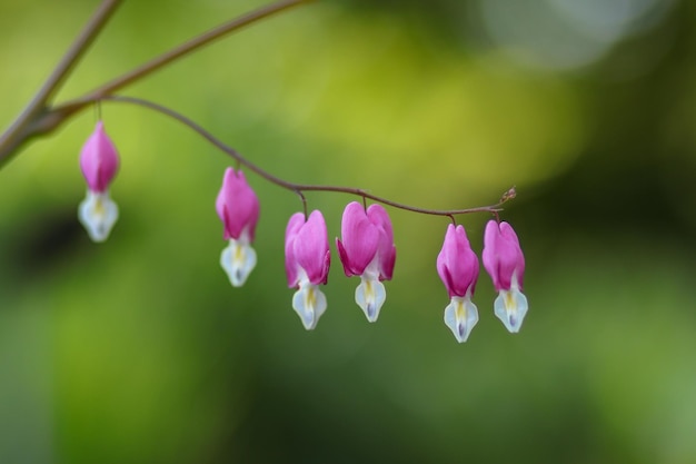 Foto prossimo piano di una pianta a fiori rosa