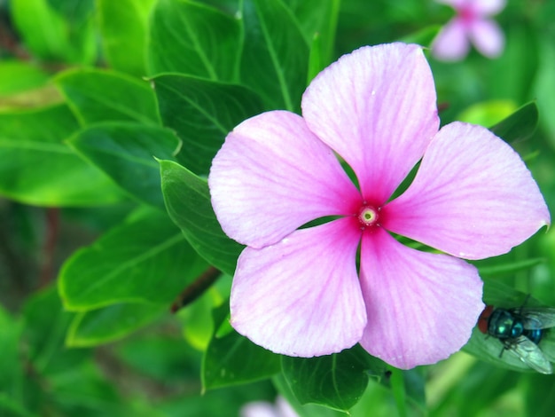 ピンクの花の植物のクローズアップ