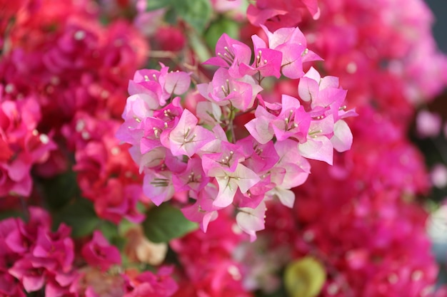 Foto prossimo piano di una pianta a fiori rosa