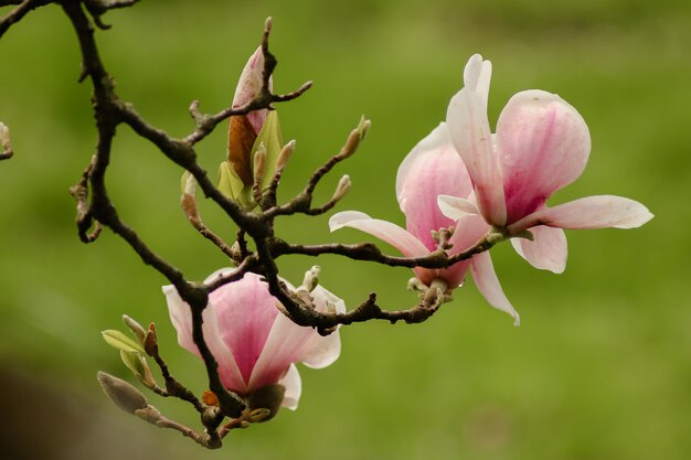 Close-up of pink flowering plant