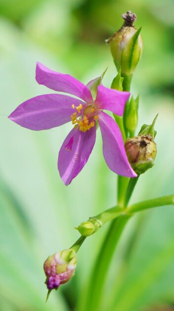 Close-up of pink flowering plant