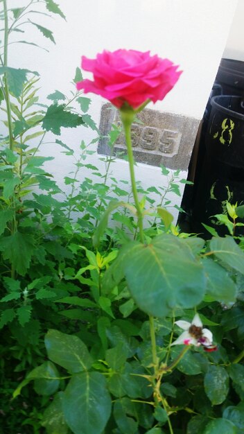 Close-up of pink flowering plant