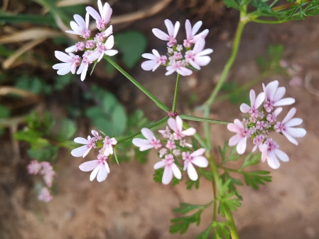 Photo close-up of pink flowering plant