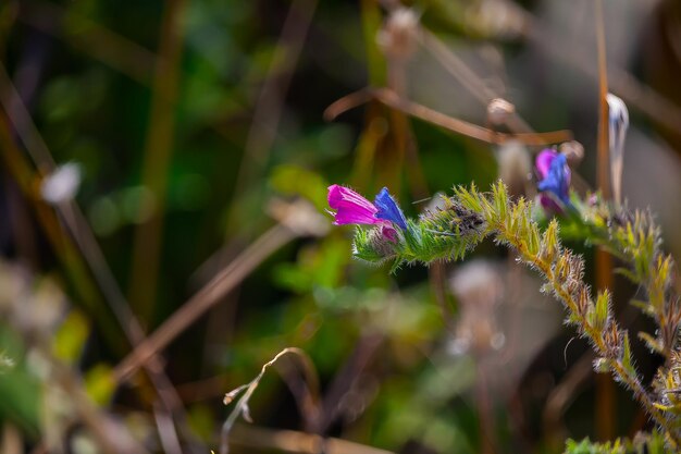 Foto prossimo piano di una pianta a fiori rosa