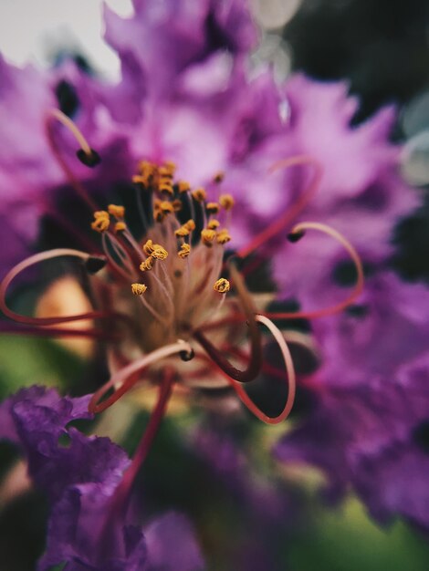 Photo close-up of pink flowering plant