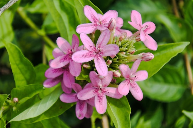 ピンクの花の植物のクローズアップ