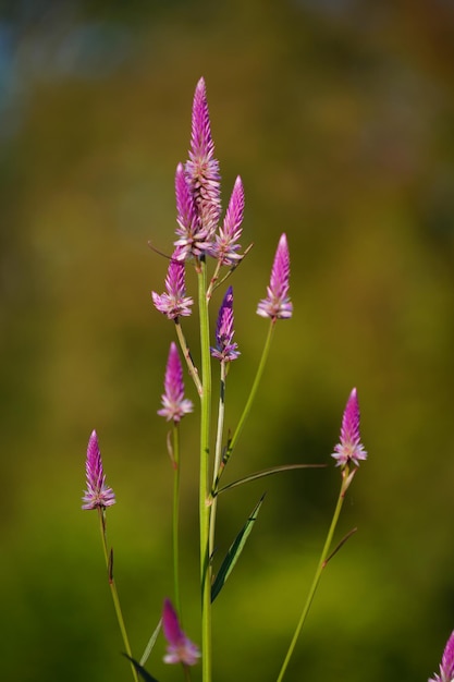 Foto prossimo piano di una pianta a fiori rosa