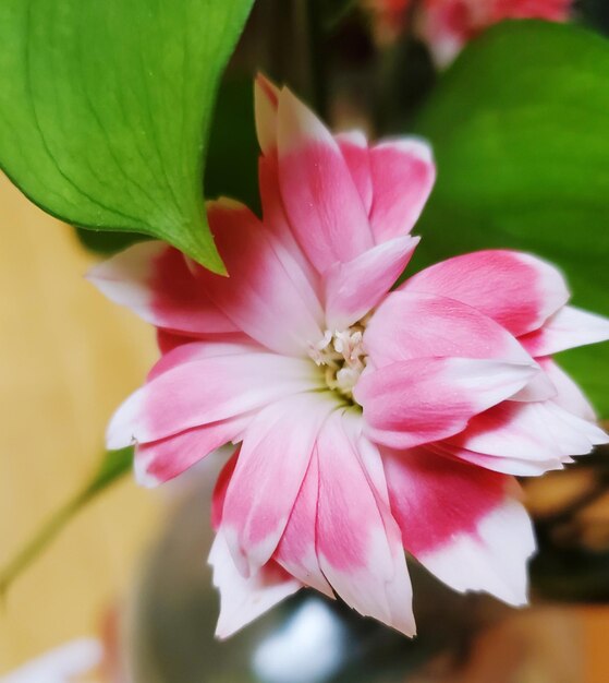 Photo close-up of pink flowering plant