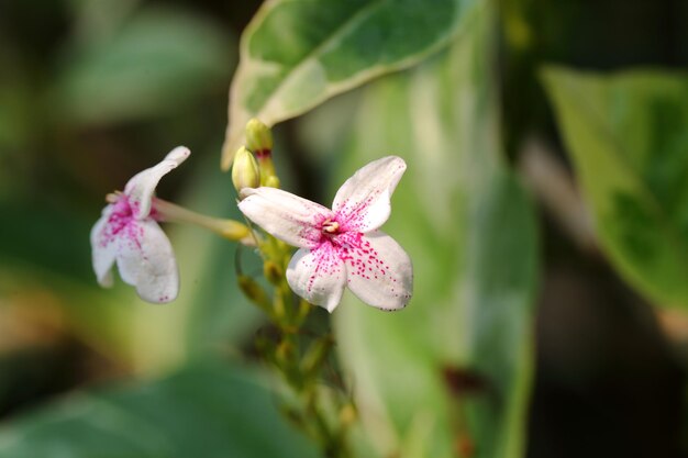 Foto prossimo piano di una pianta a fiori rosa