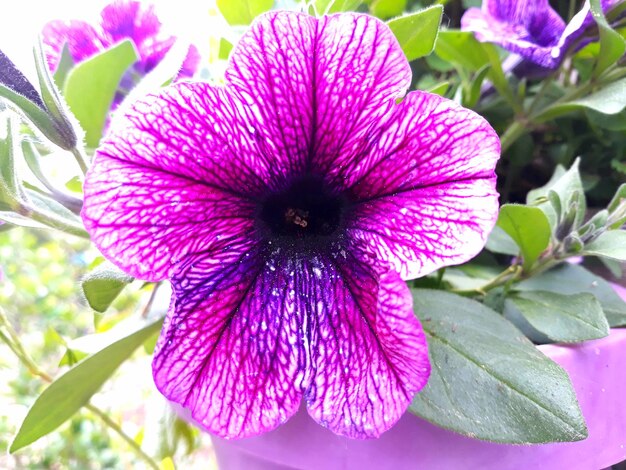 Close-up of pink flowering plant