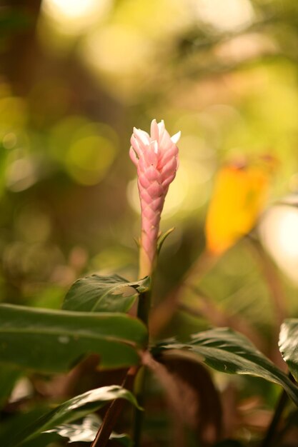 Close-up of pink flowering plant