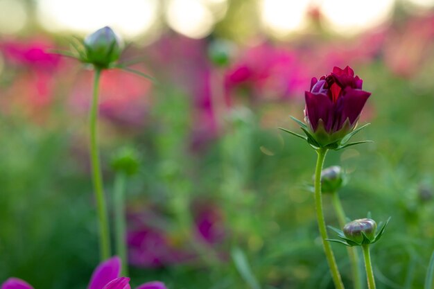 Photo close-up of pink flowering plant