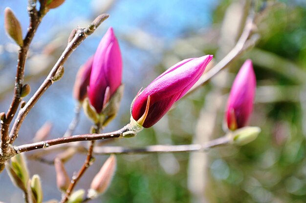 Close-up of pink flowering plant