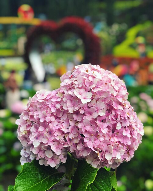 Foto prossimo piano di una pianta a fiori rosa