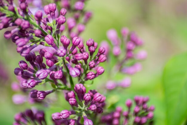 Photo close-up of pink flowering plant