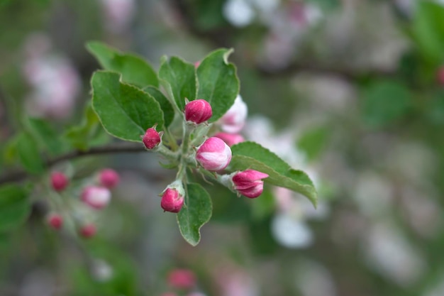 Foto prossimo piano di una pianta a fiori rosa