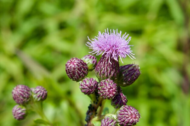 Close-up of pink flowering plant