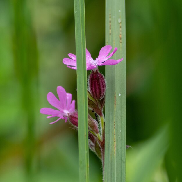 Close-up of pink flowering plant